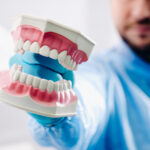 A model of a human jaw with teeth in the dentist's hand
